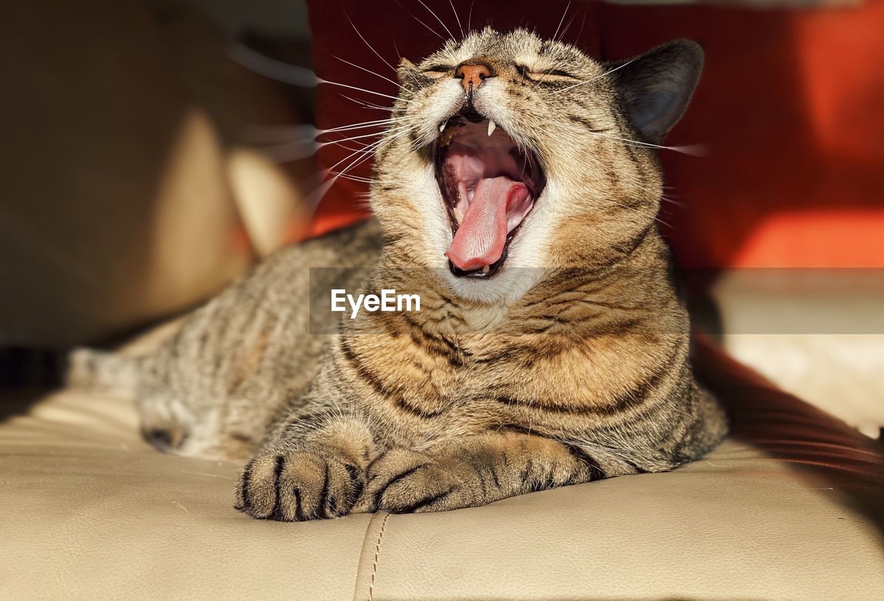 CLOSE-UP OF CAT YAWNING