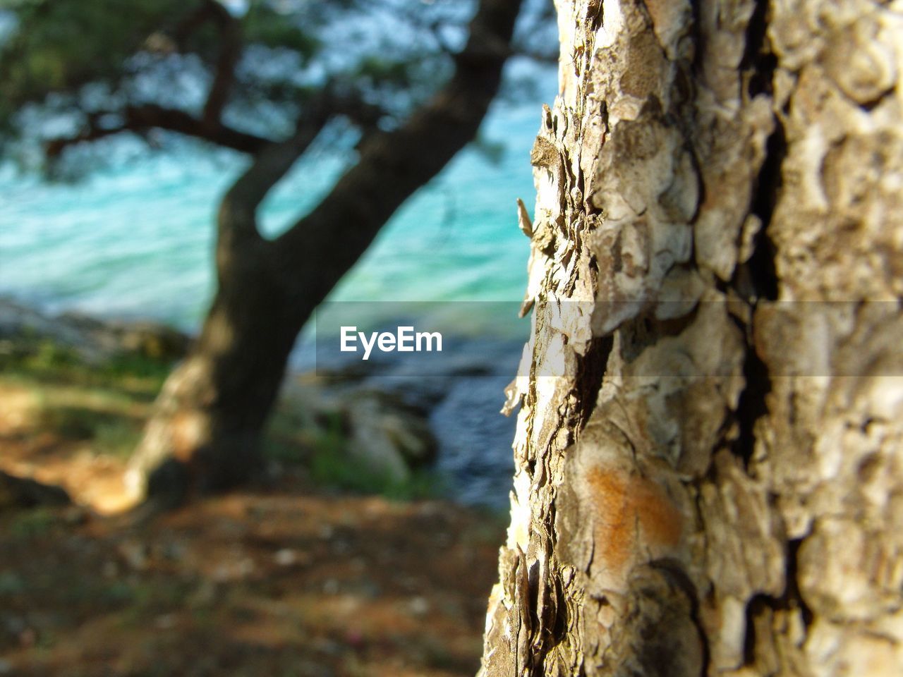 Close-up of tree growing on field