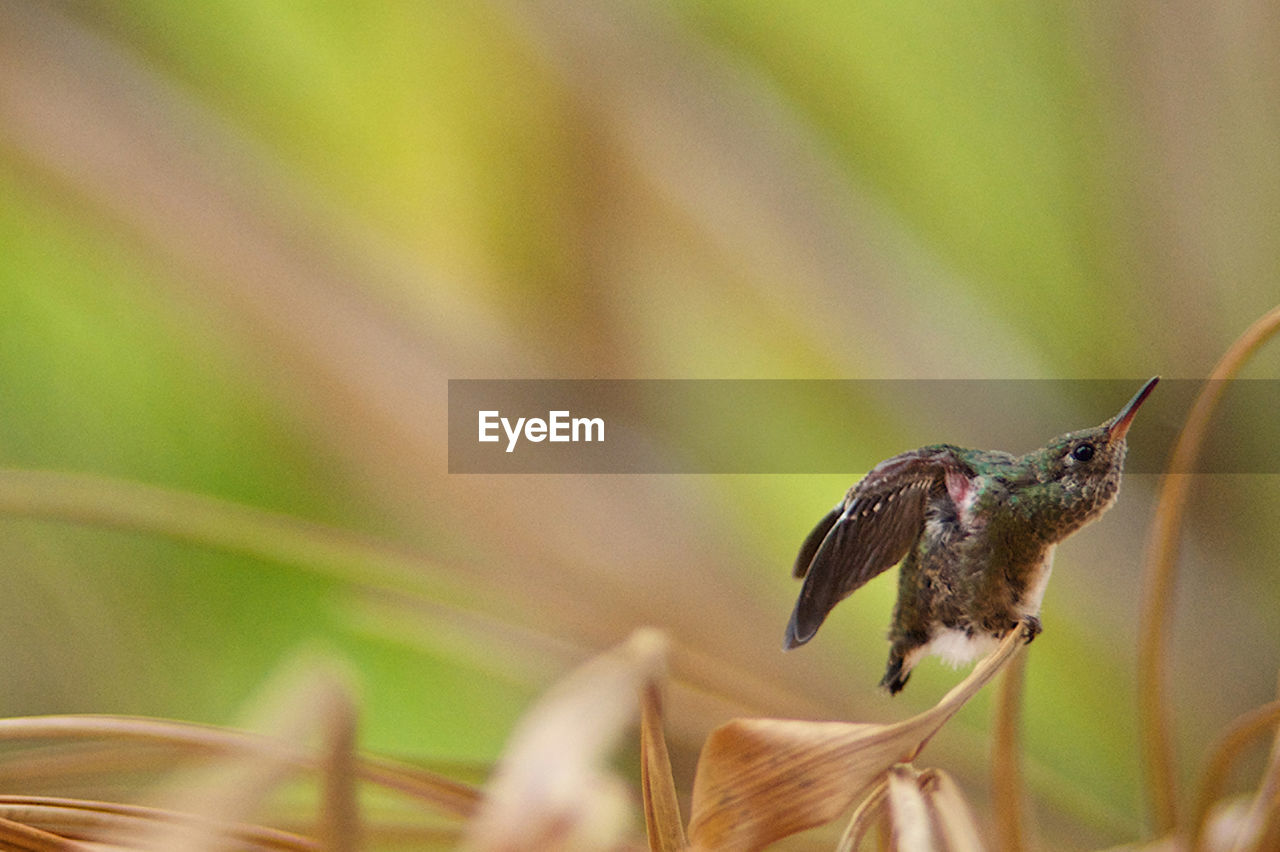 CLOSE-UP OF HUMMINGBIRD FLYING