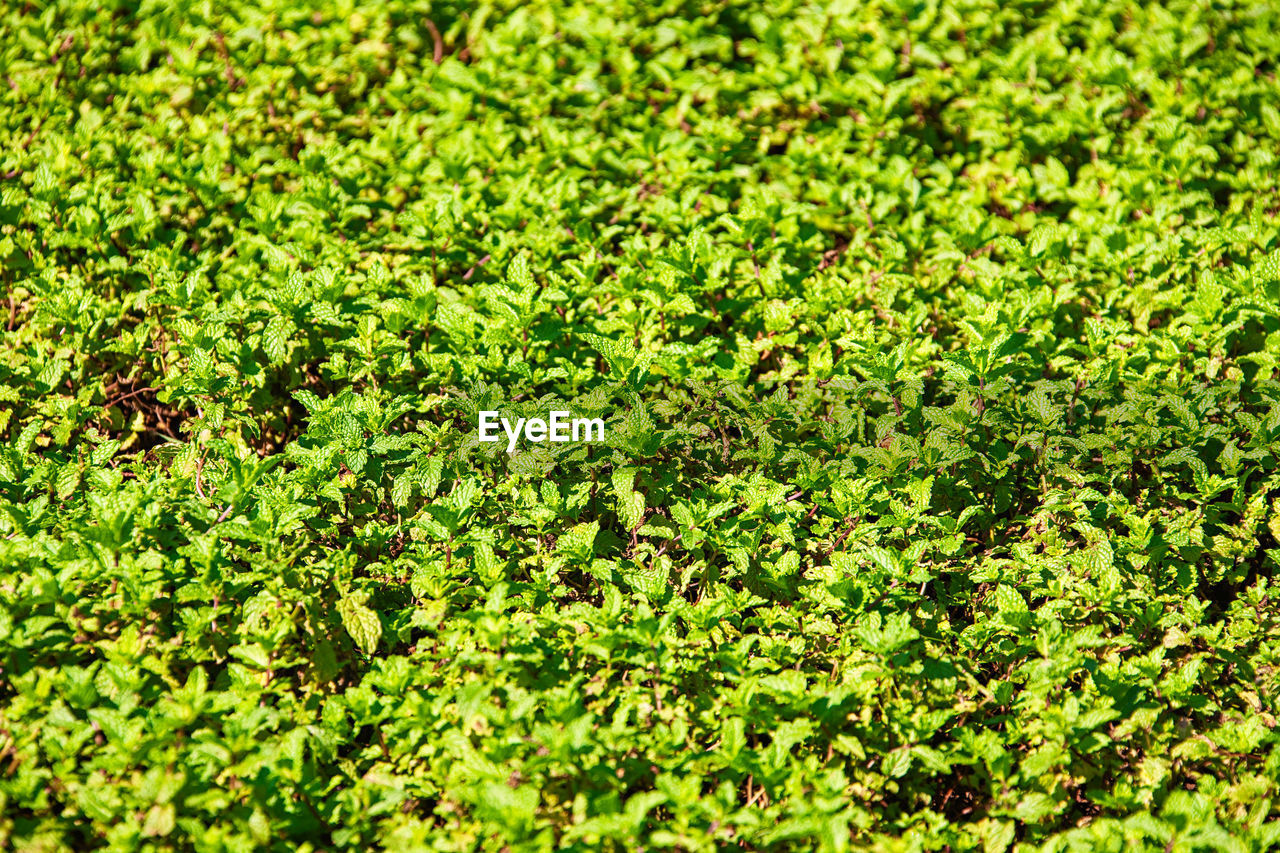 FULL FRAME SHOT OF LEAVES ON FIELD