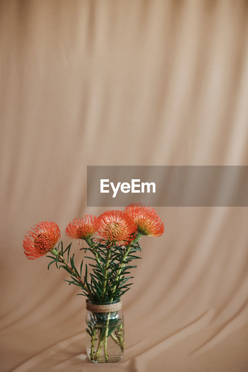 Close-up of flower on beige background