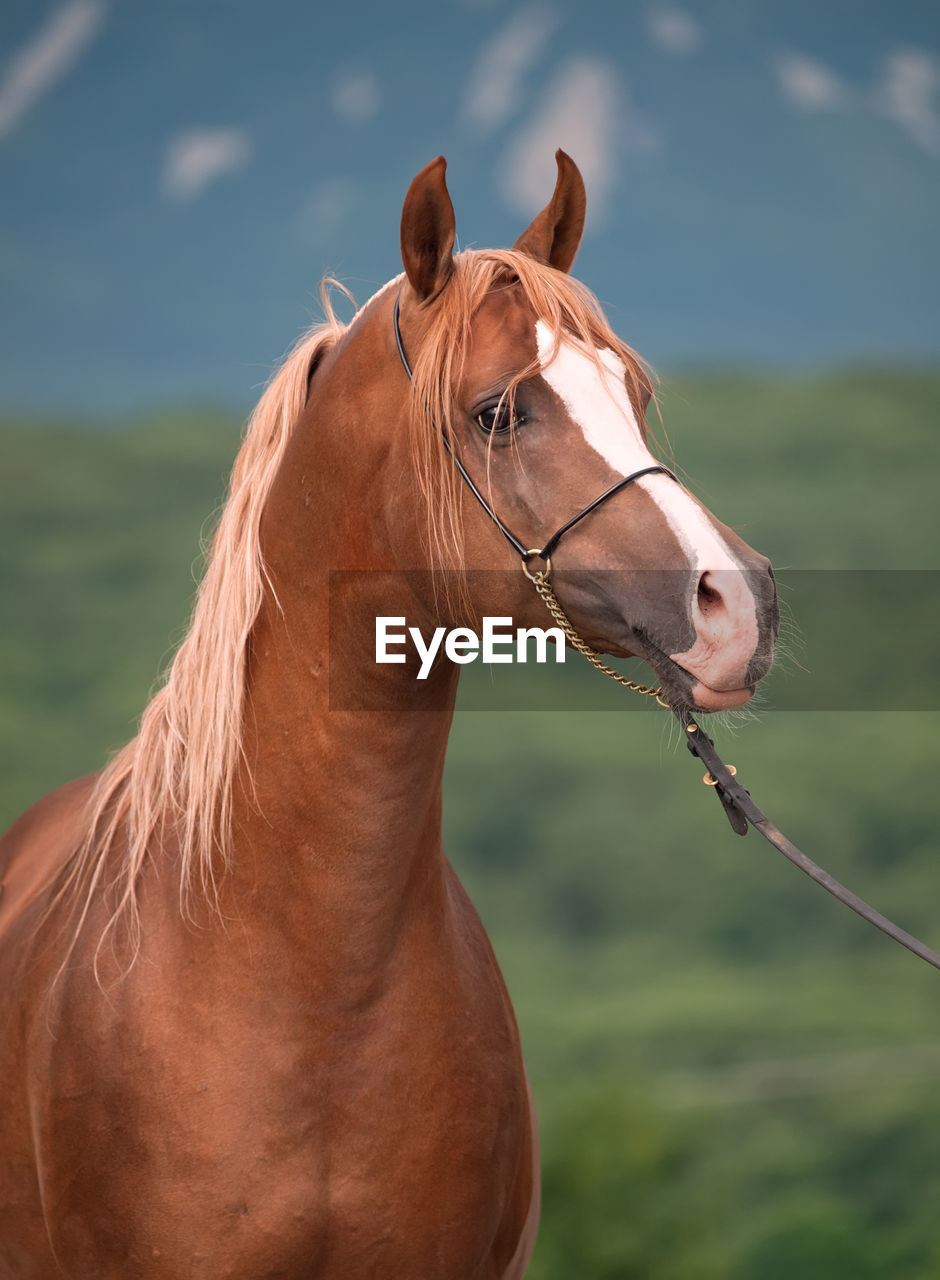 Horse standing against mountain