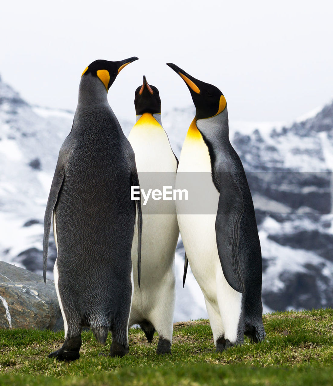 View of two penguins on snow