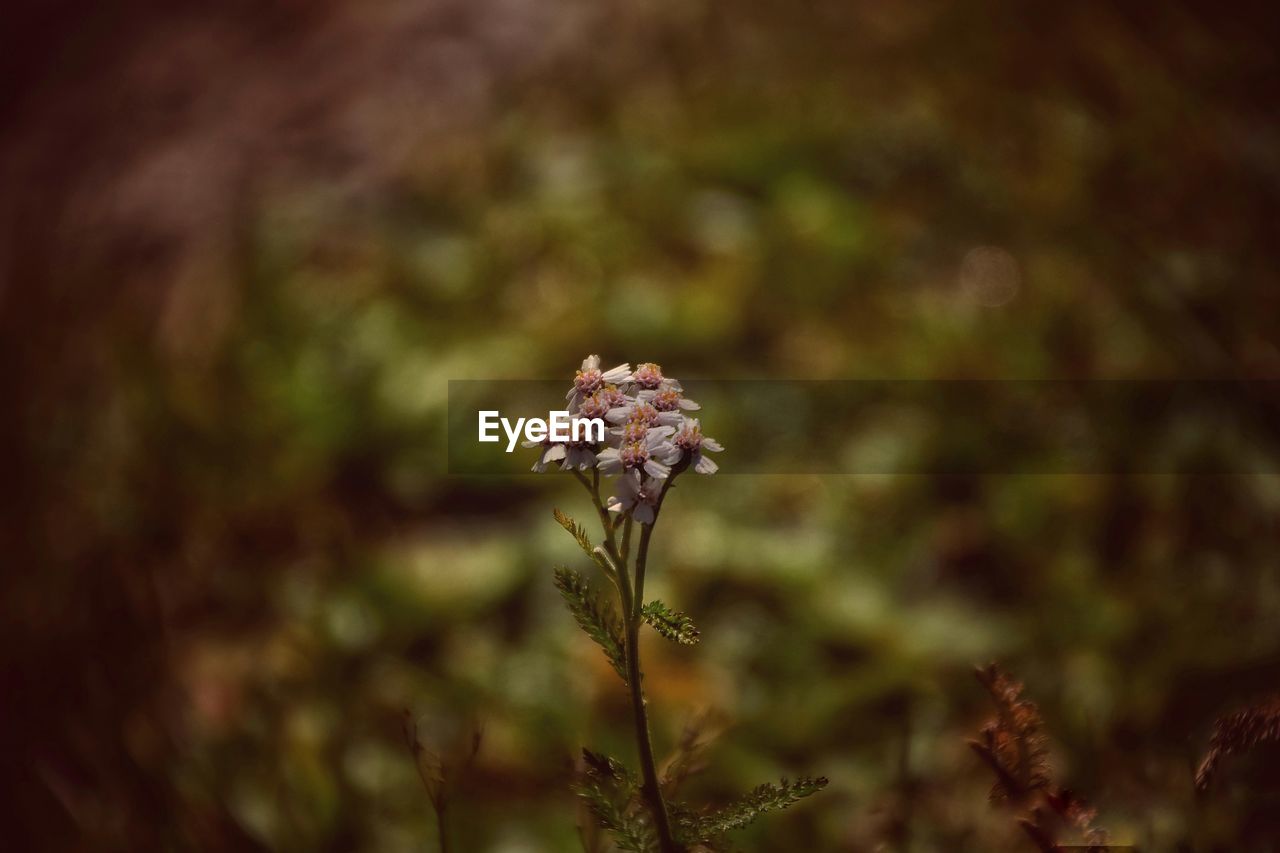 Close-up of flower against blurred background