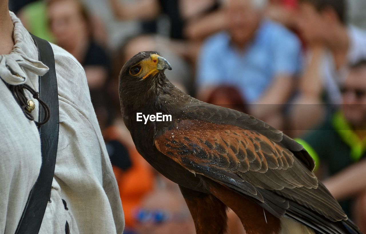 Close-up of eagle with owner looking away