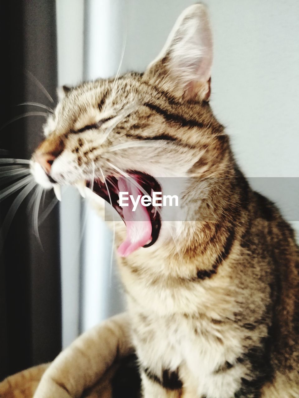 Close-up of cat yawning