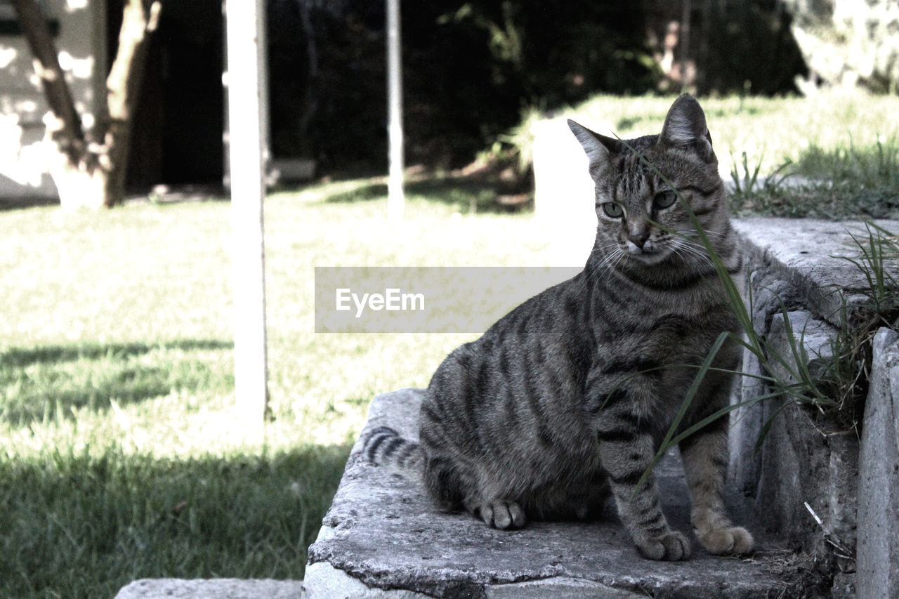 Cat on steps at yard