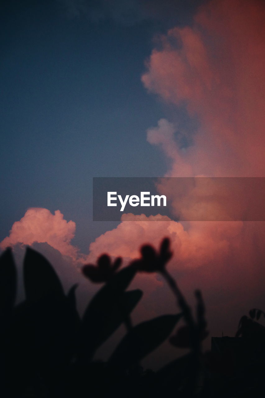 LOW ANGLE VIEW OF SILHOUETTE FLOWERING PLANT AGAINST SKY AT SUNSET