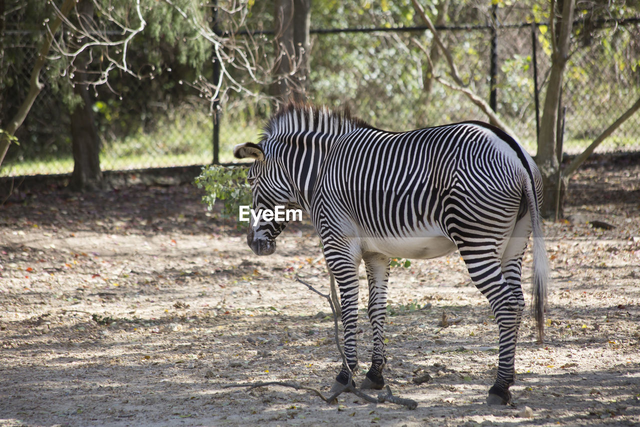 ZEBRA STANDING IN FIELD