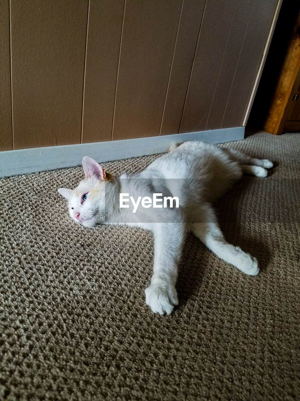 CAT LYING ON FLOOR AT HOME