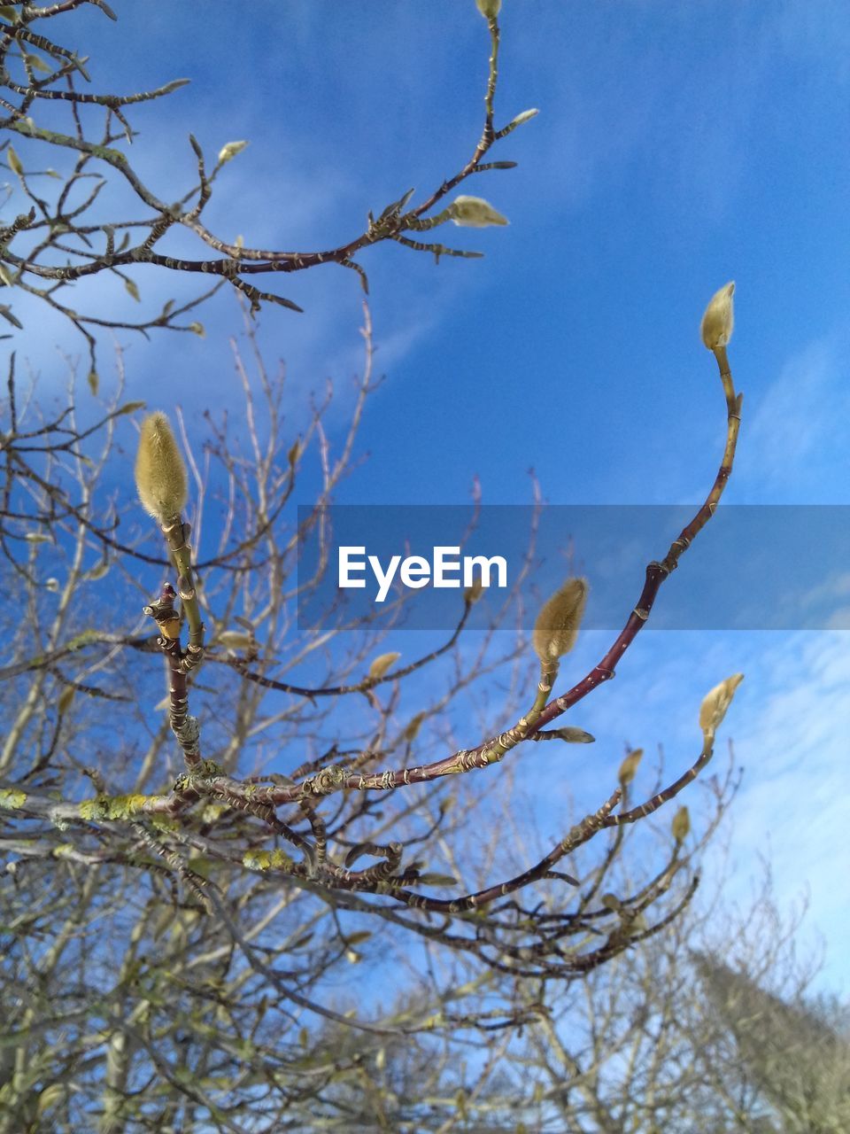 LOW ANGLE VIEW OF TWIG AGAINST SKY