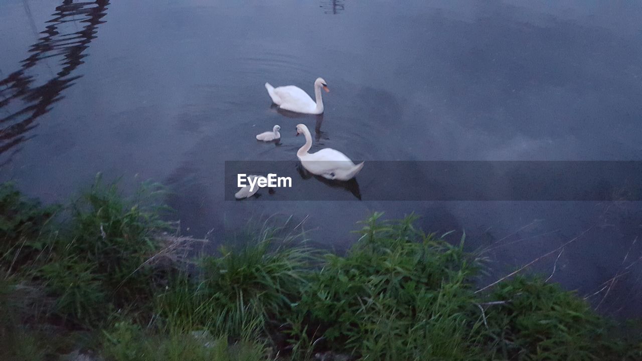 VIEW OF LAKE WITH TREES IN BACKGROUND