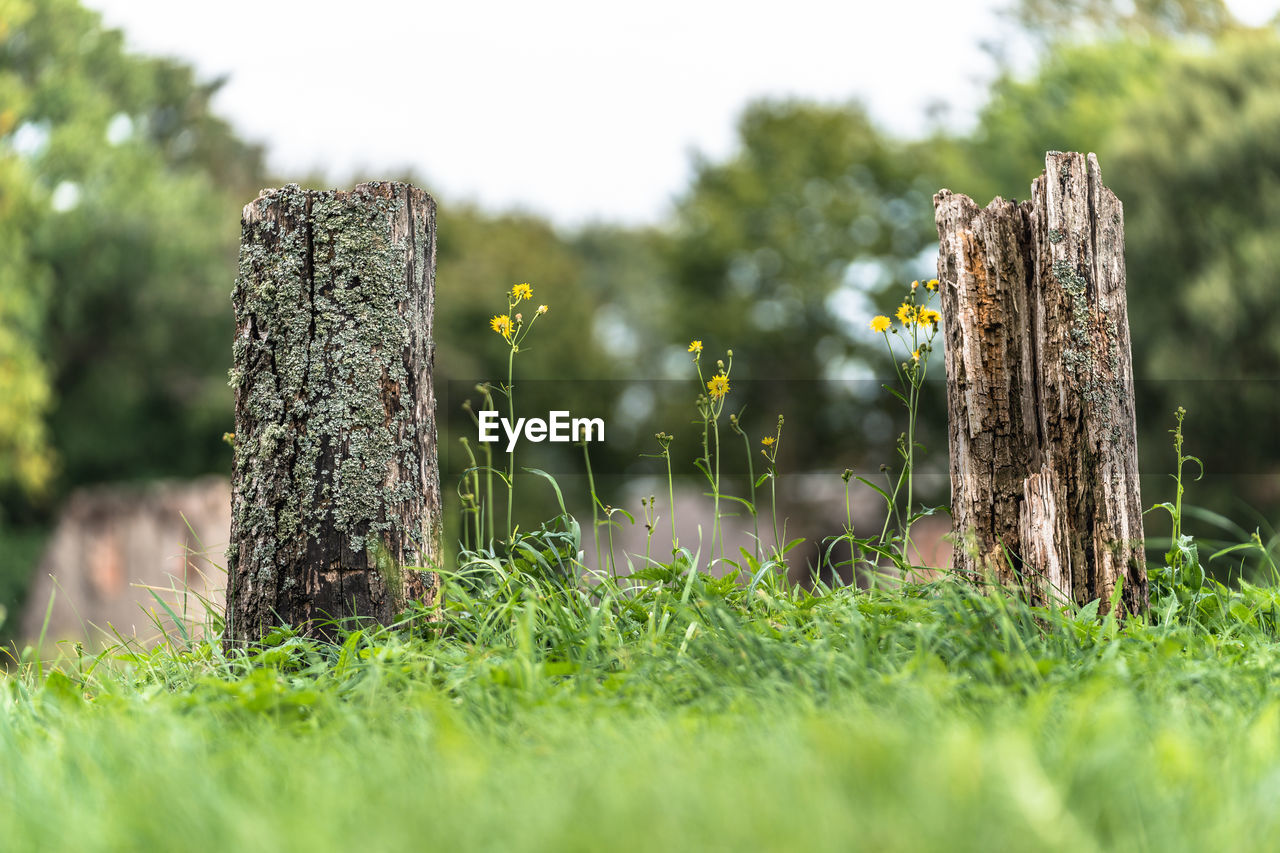 CLOSE-UP OF LICHEN ON WOODEN POST