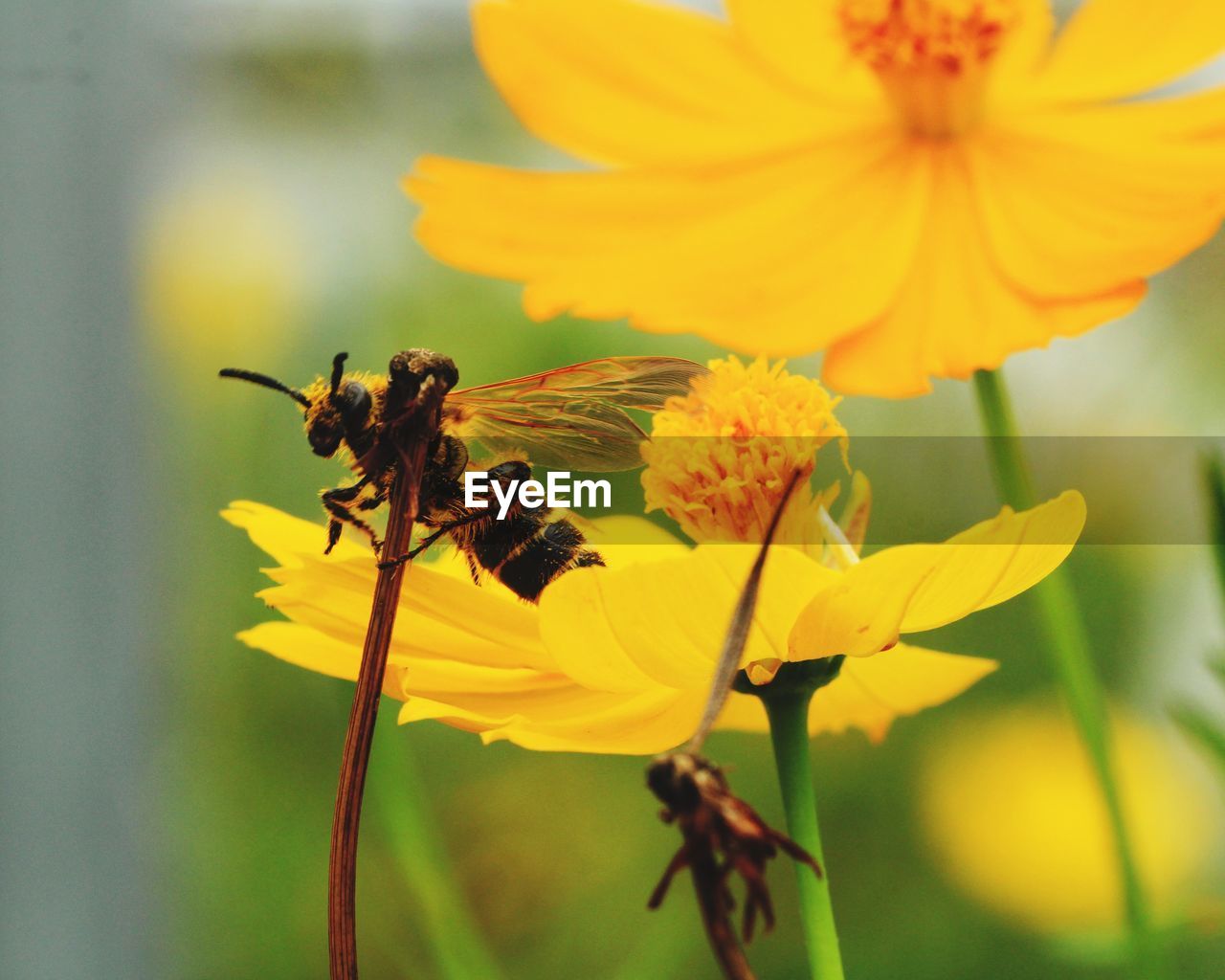 Close-up of insect on yellow flower