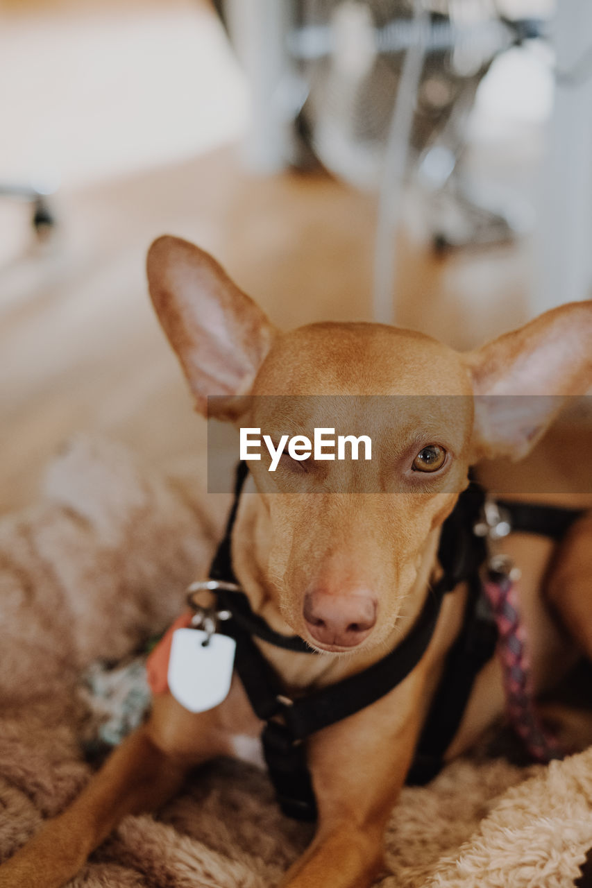 Close-up portrait of dog winking