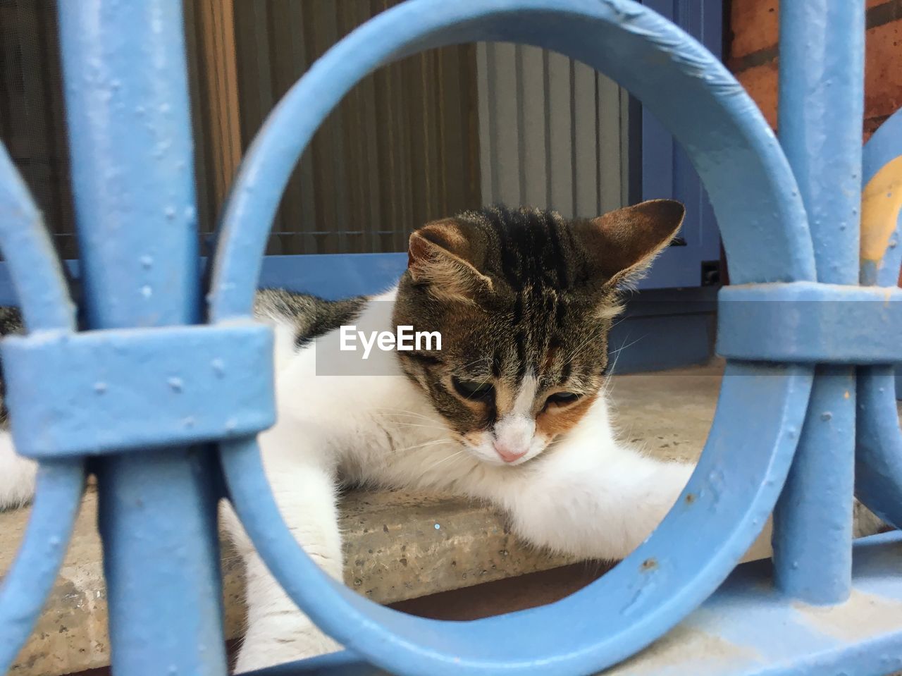 Cats of istanbul