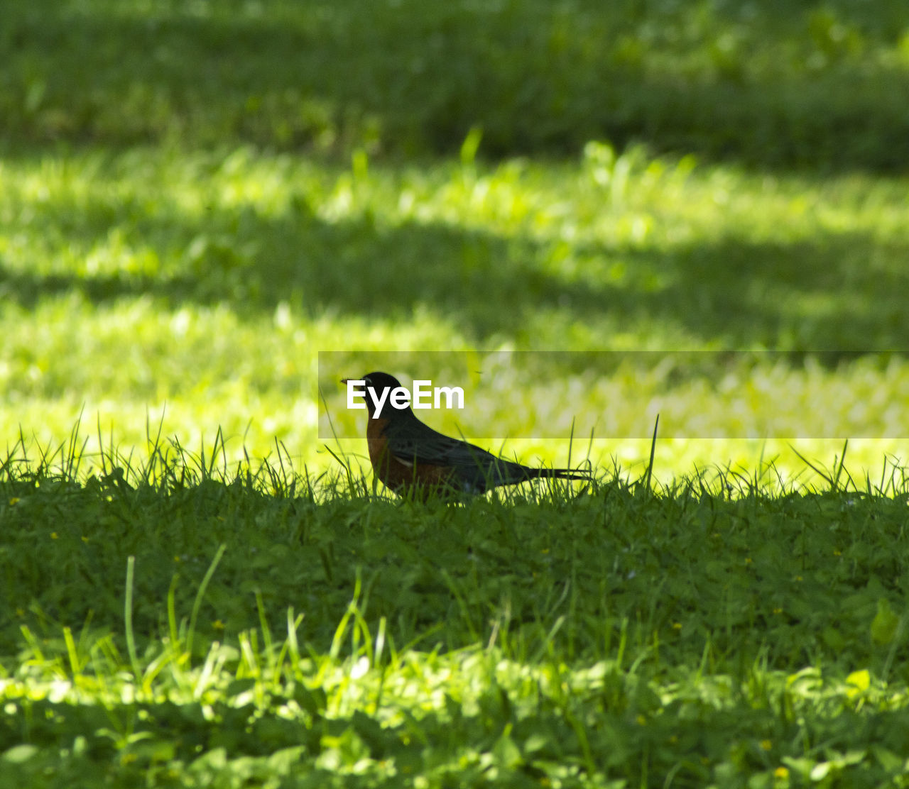 BIRD ON FIELD