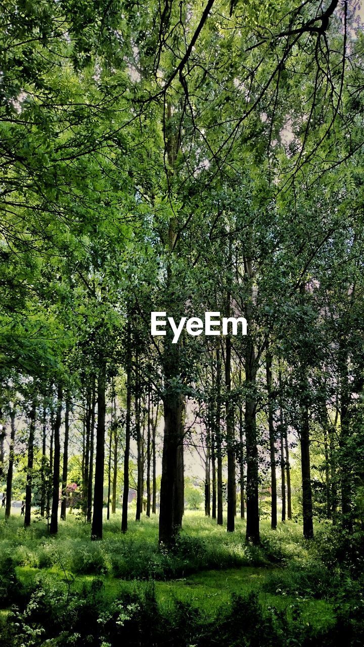 Trees growing in forest