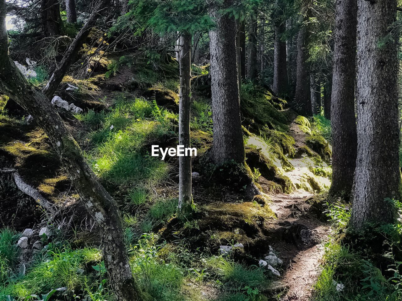 TREES AND PLANTS GROWING IN FOREST