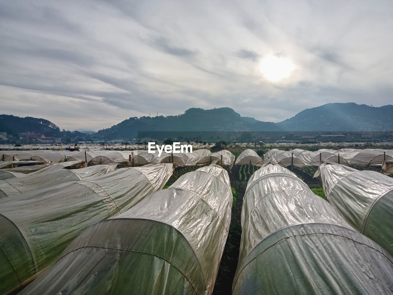 PANORAMIC VIEW OF AGRICULTURAL LANDSCAPE