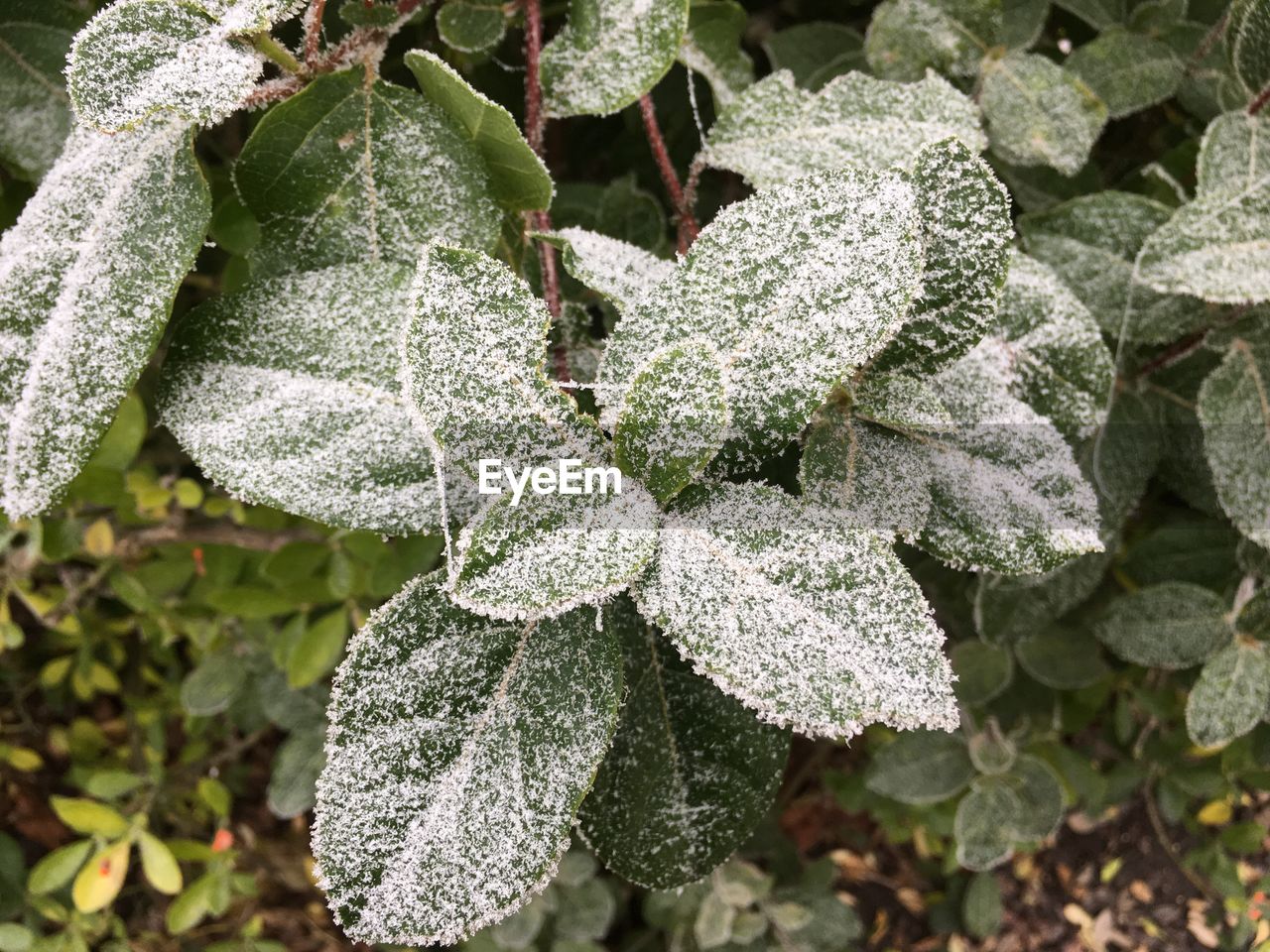 CLOSE UP OF PLANT