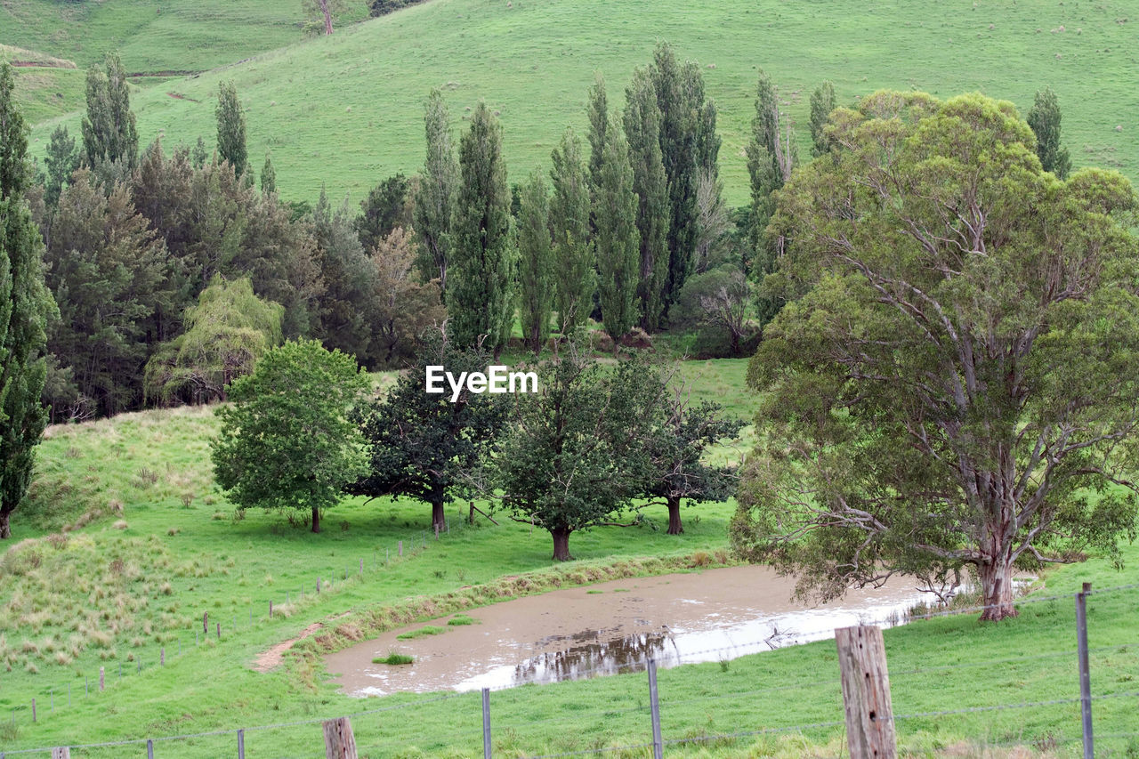 Trees on field in forest