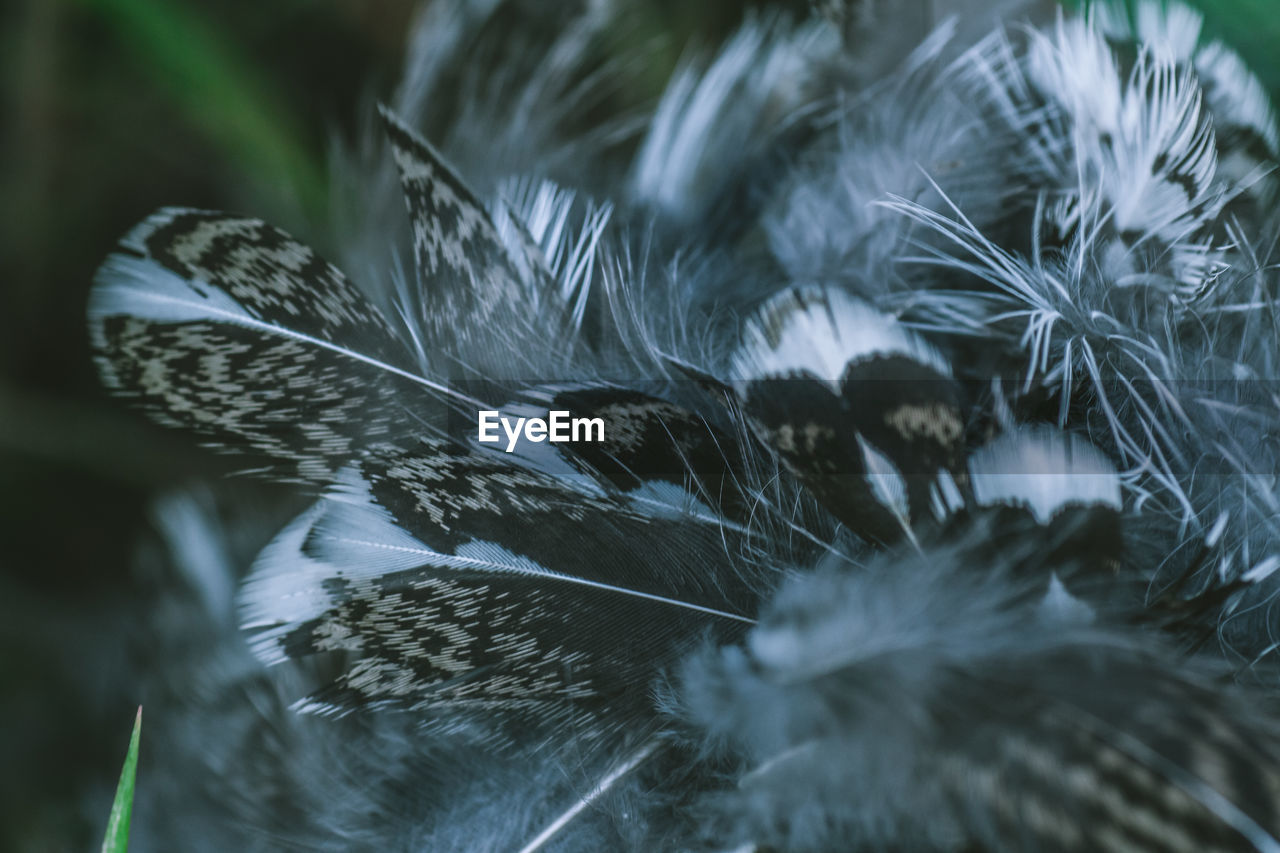 Close-up of bird feathers