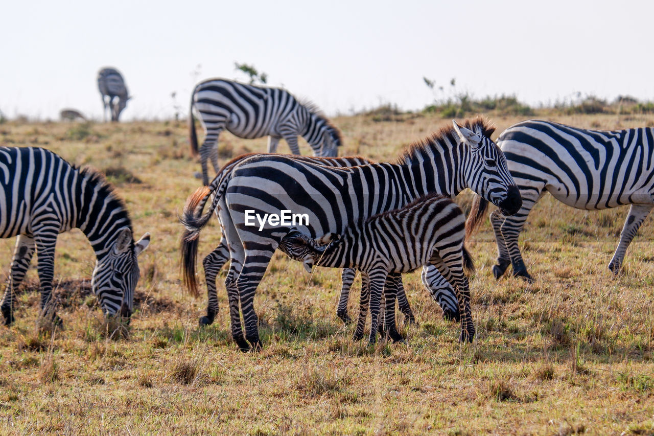 Zebra foal nursing in the maasai mara national reserve, kenya