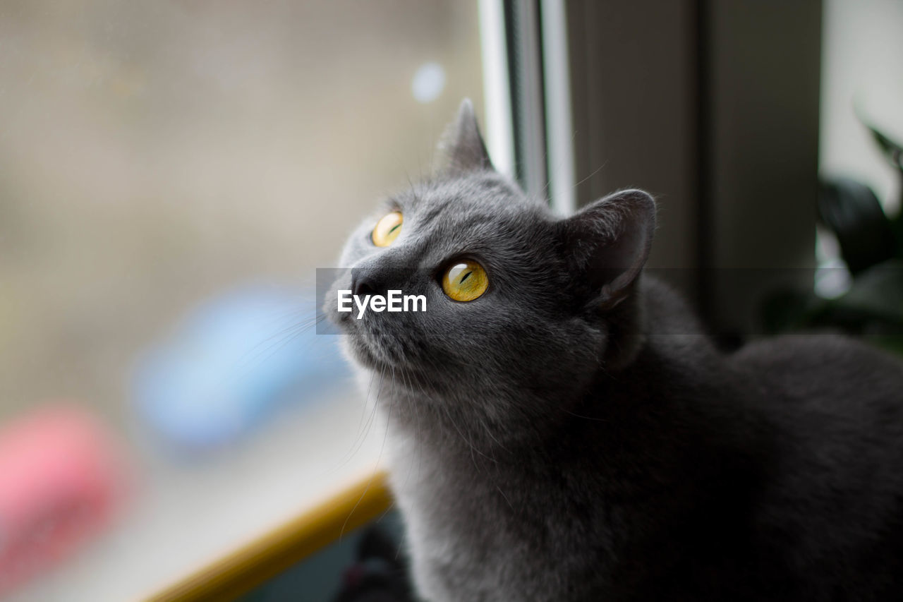 Close-up portrait of cat