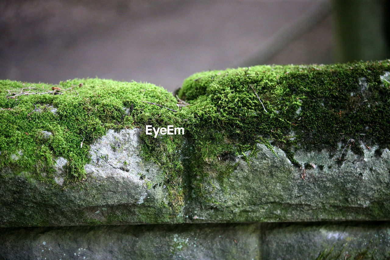 CLOSE-UP OF MOSS ON ROCK
