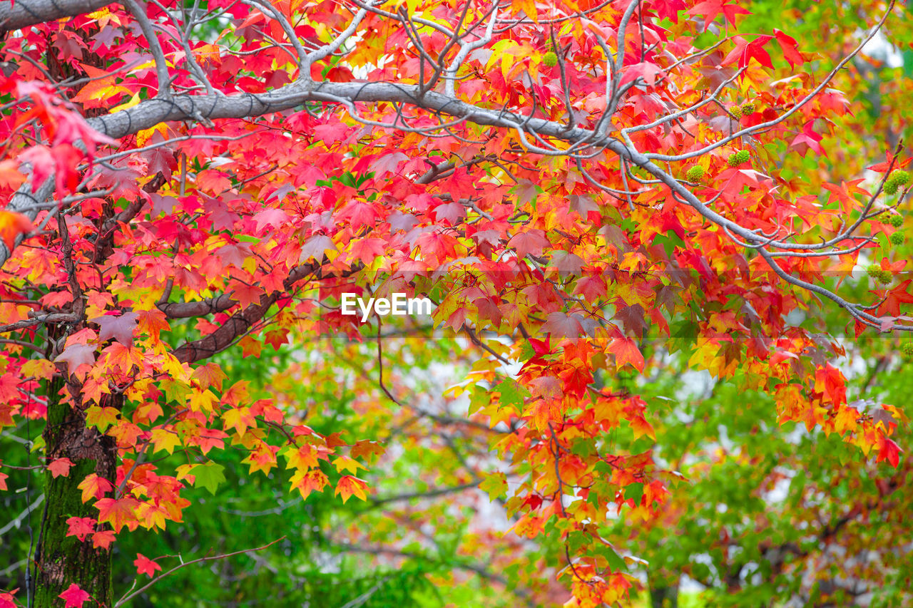 CLOSE-UP OF AUTUMNAL TREE