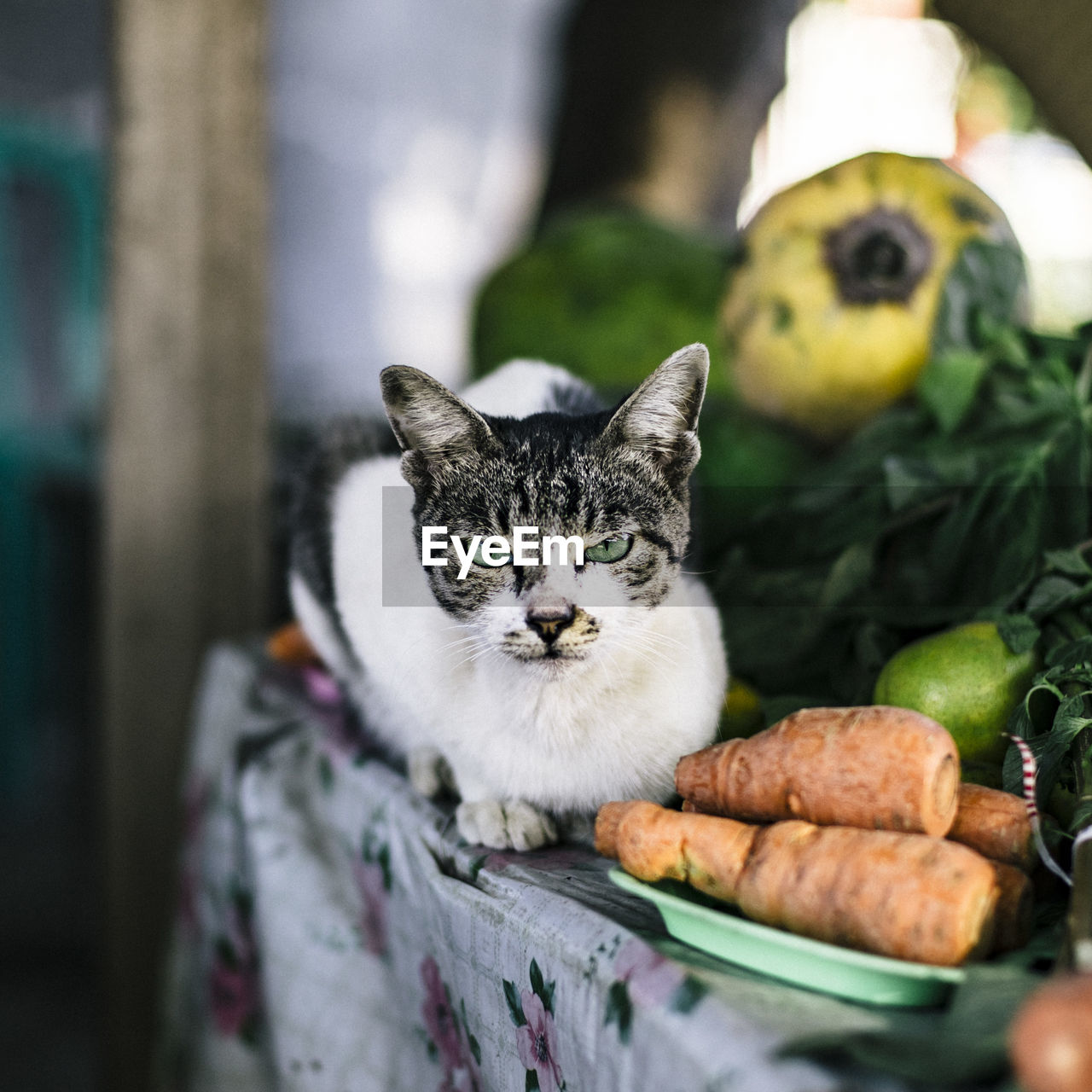 PORTRAIT OF CAT RELAXING BY FLOWER OUTDOORS