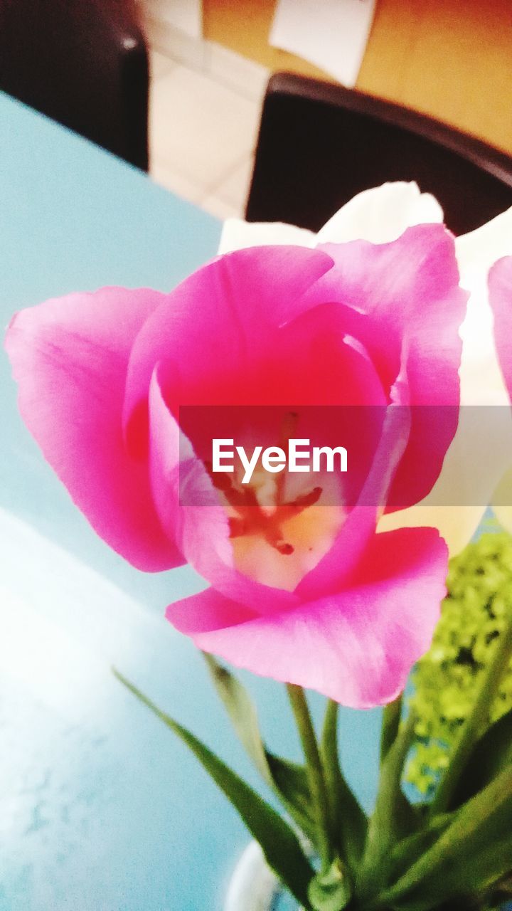 CLOSE-UP OF PINK FLOWERS BLOOMING