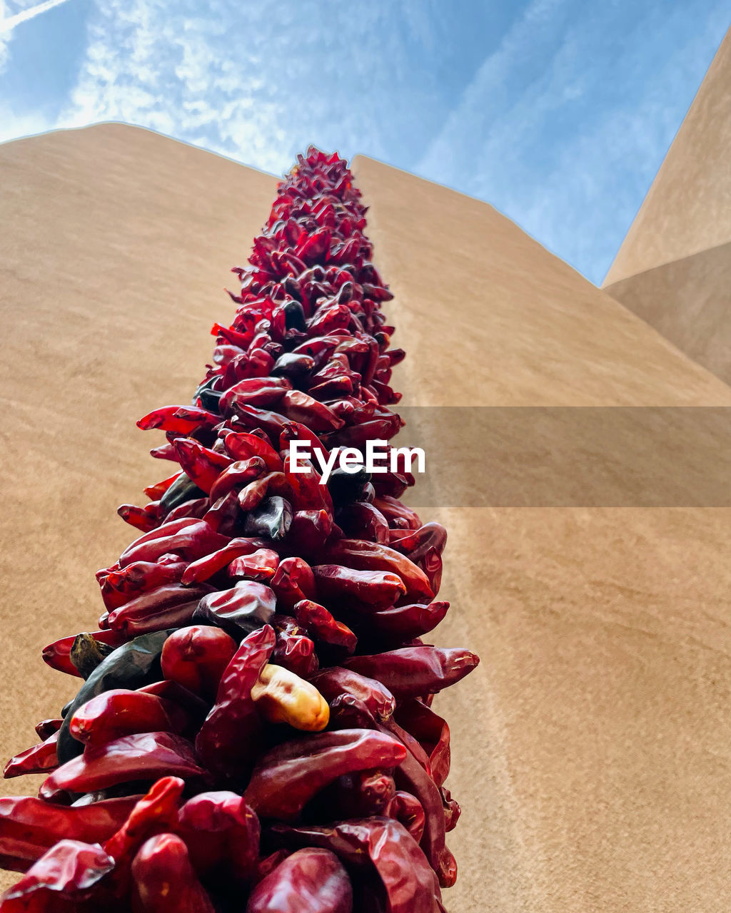 CLOSE-UP OF RED BERRIES ON DESERT