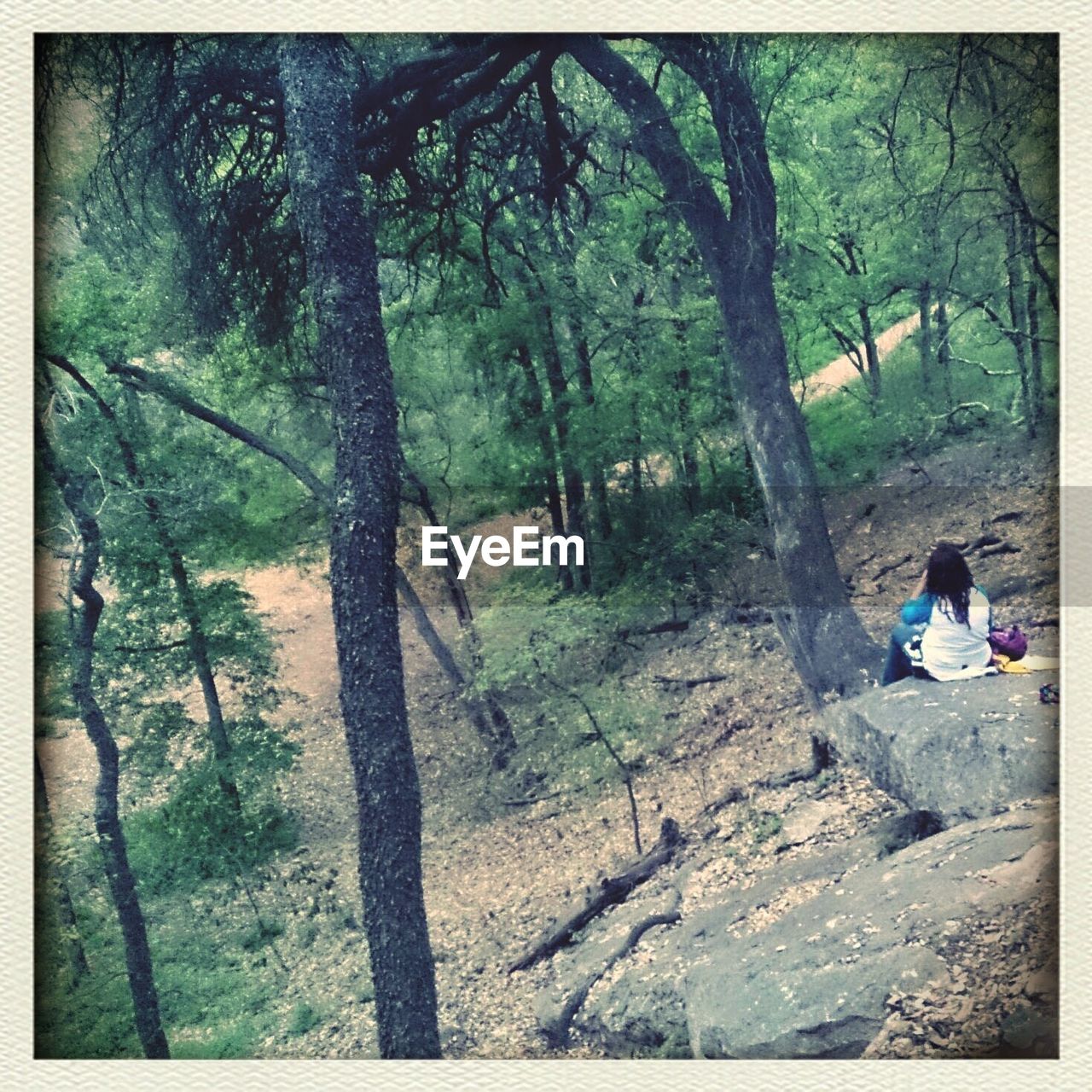 VIEW OF TREES IN FOREST