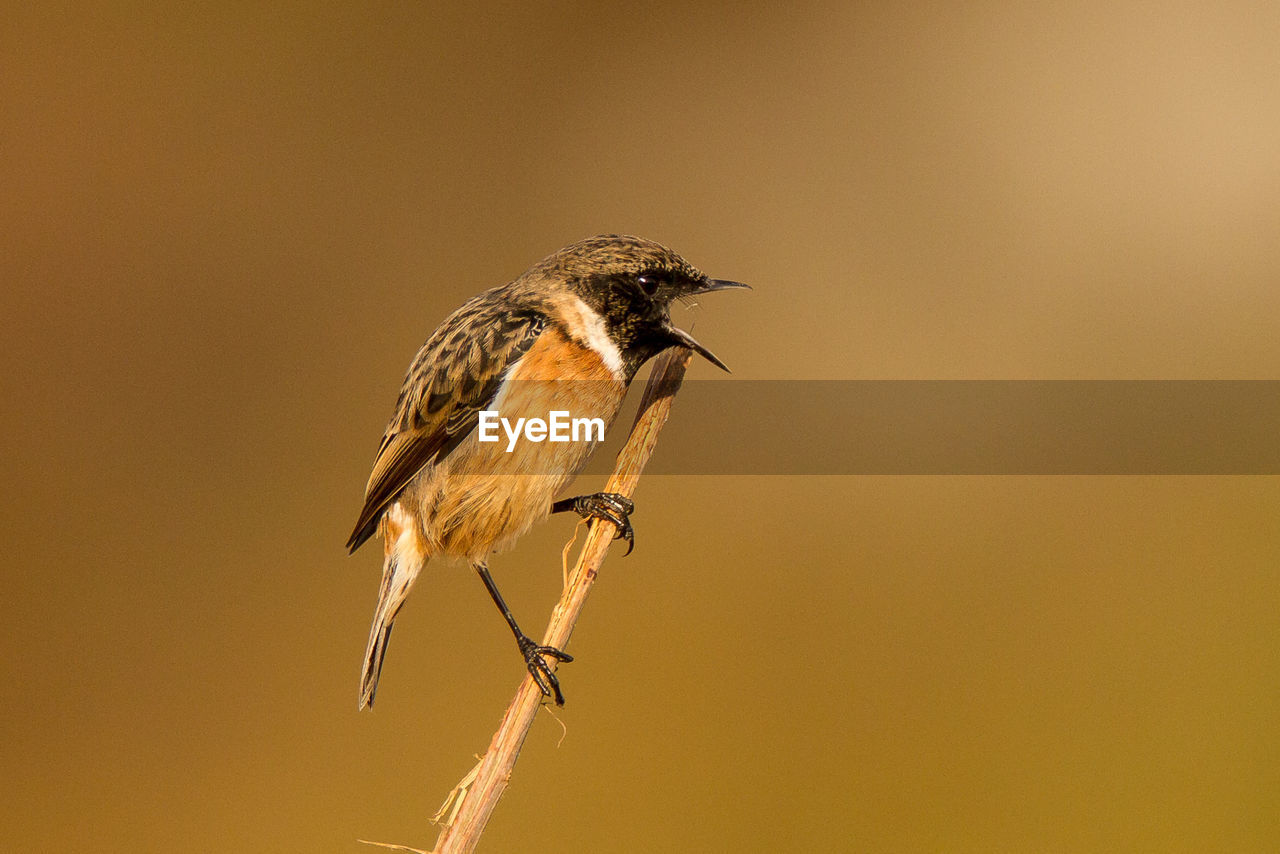 Close-up of bird perching on twig