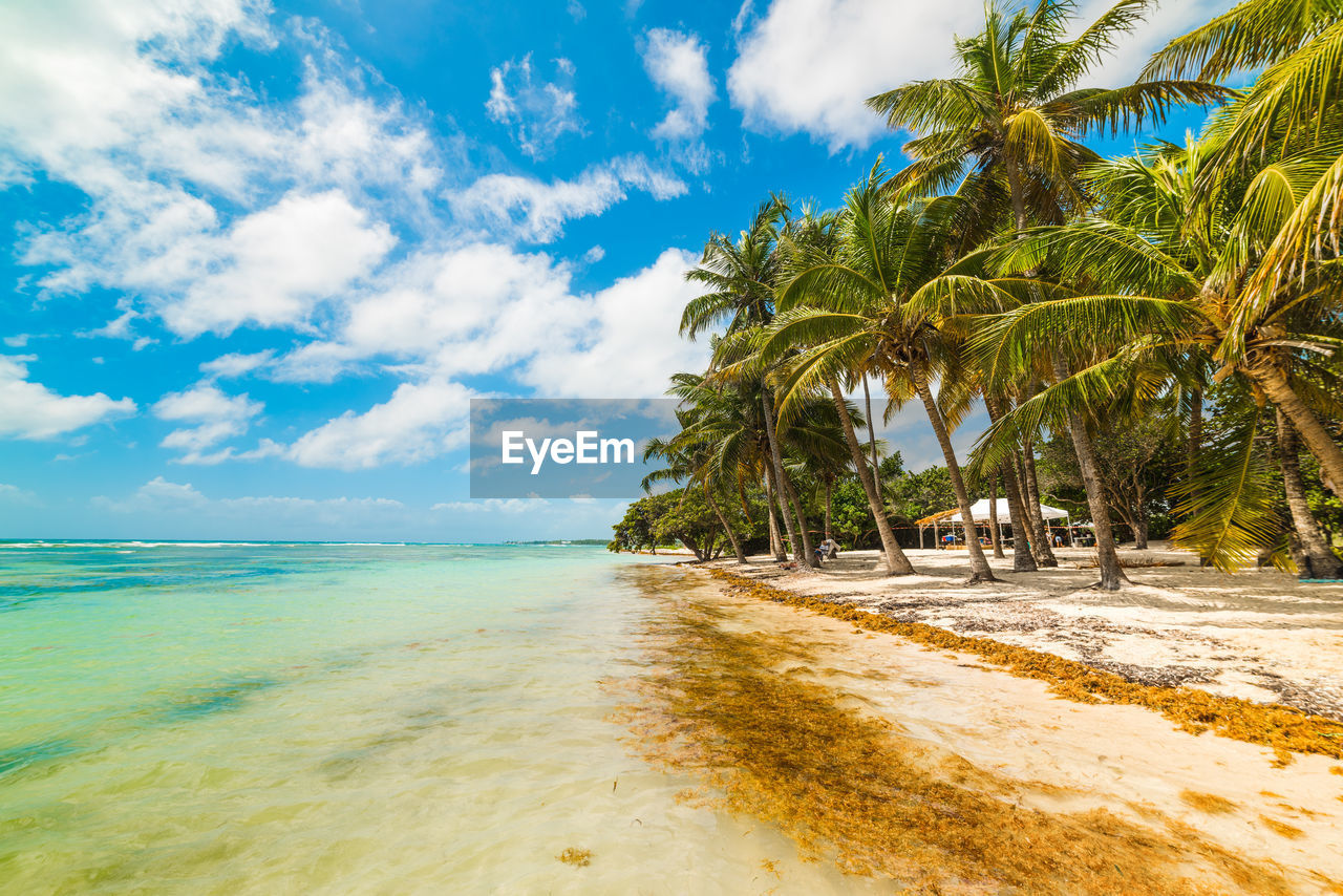 SCENIC VIEW OF PALM TREES ON BEACH AGAINST SKY