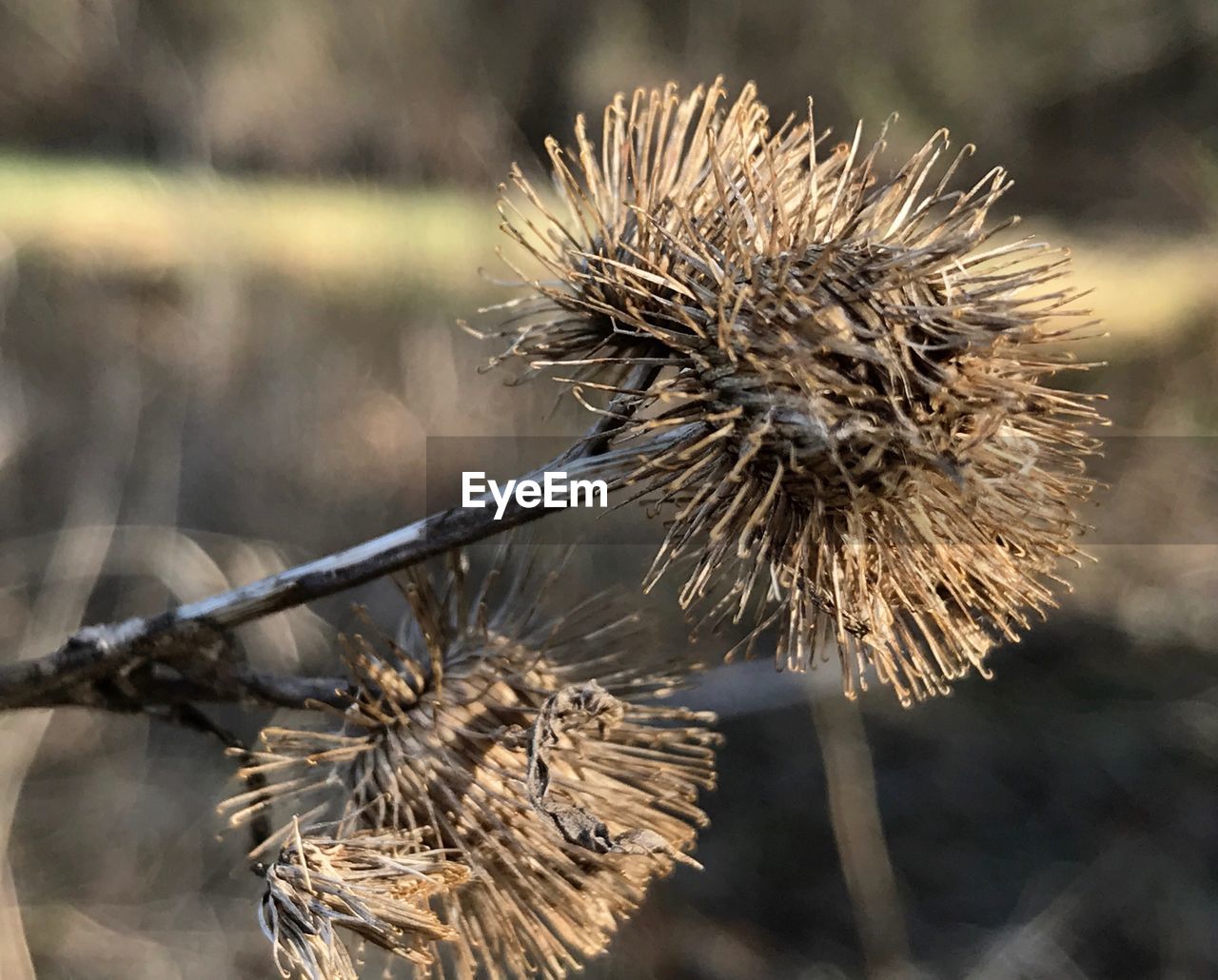 CLOSE-UP OF WILTED THISTLE