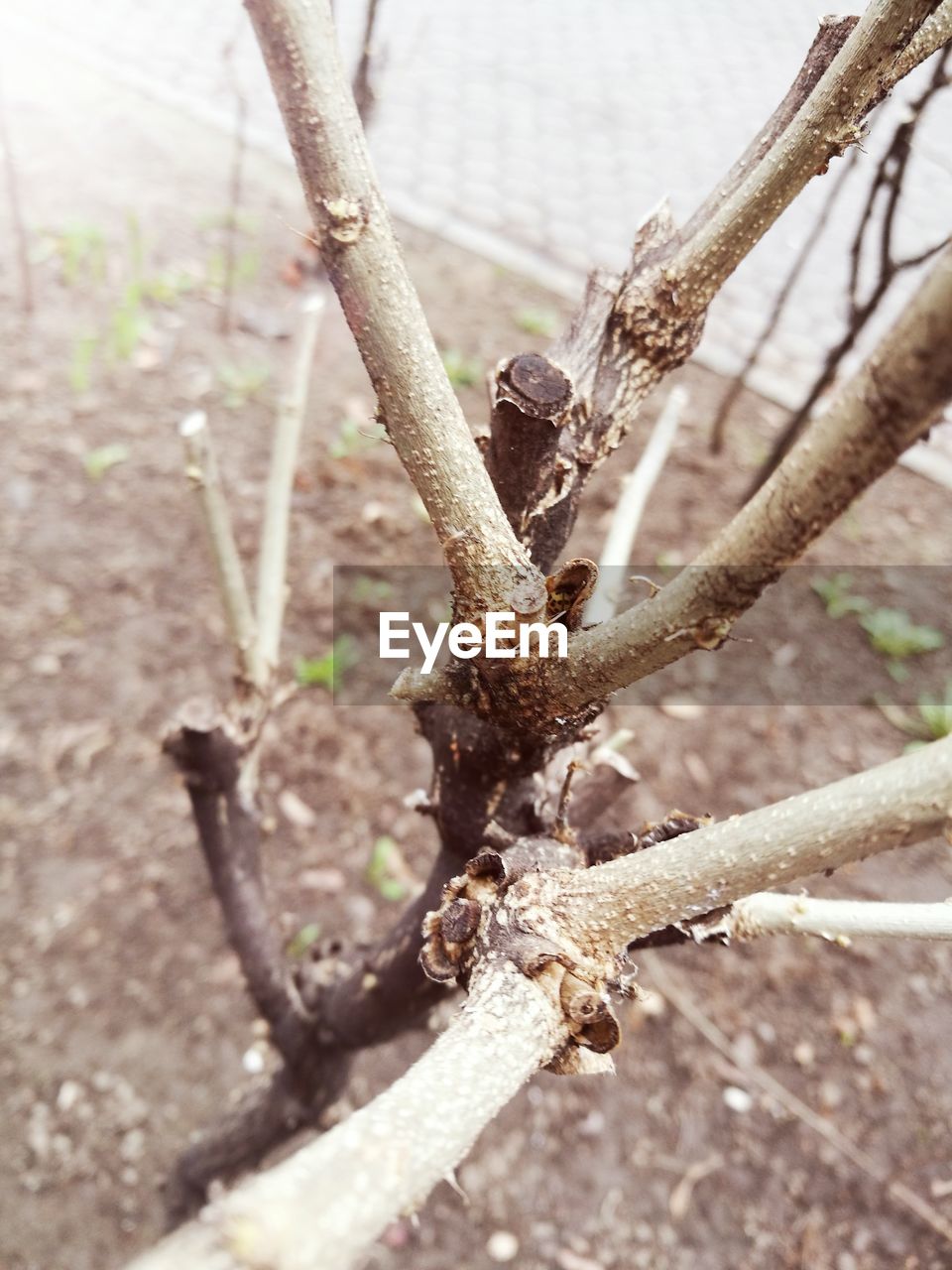 CLOSE-UP OF INSECT ON PLANT AGAINST TREE