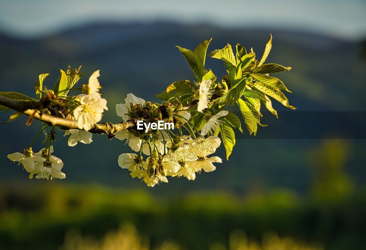 Close-up of cherry blossom