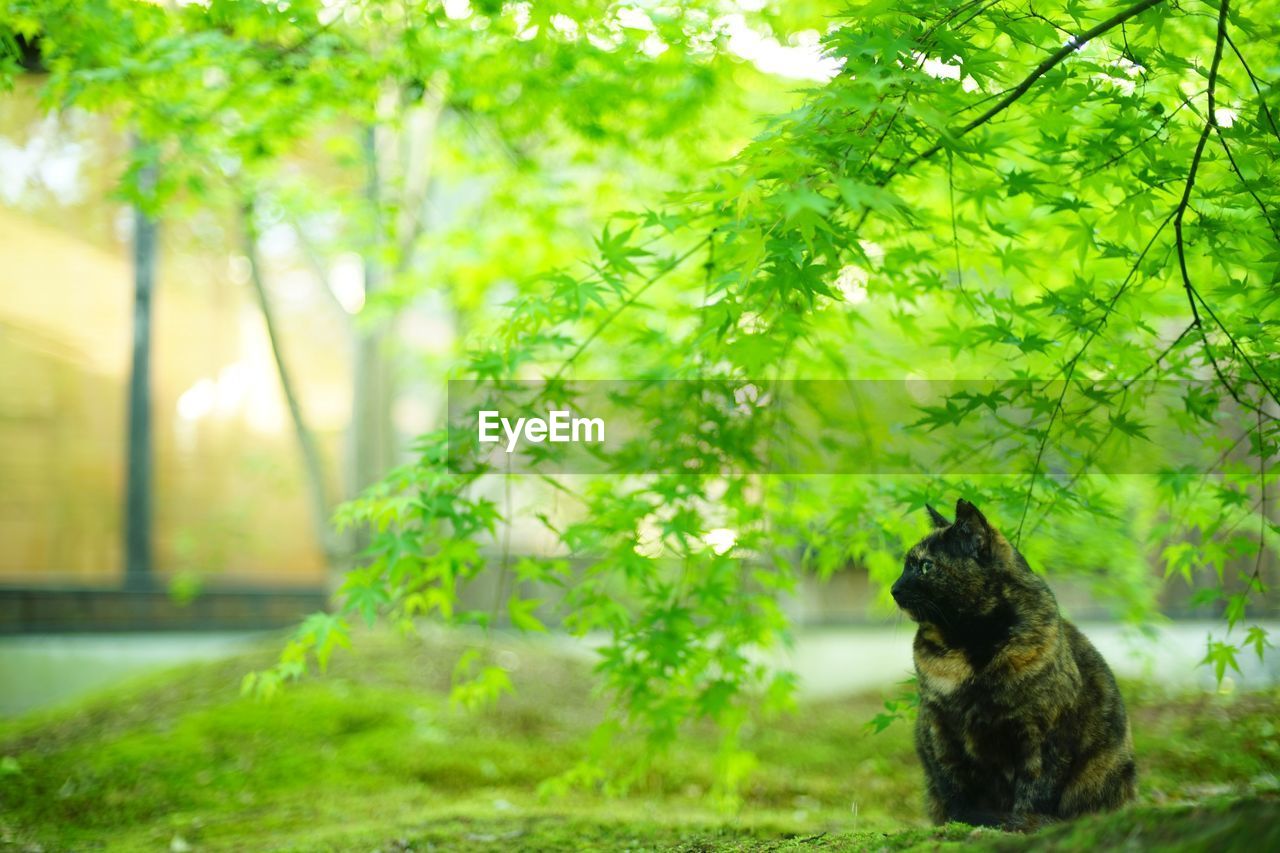 A tortoiseshell cat sitting in japanese garden at fresh green season