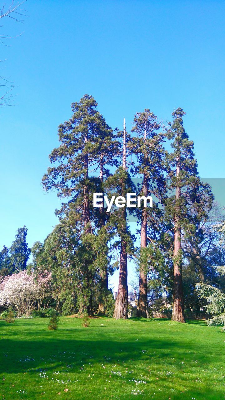 VIEW OF TREES IN PARK