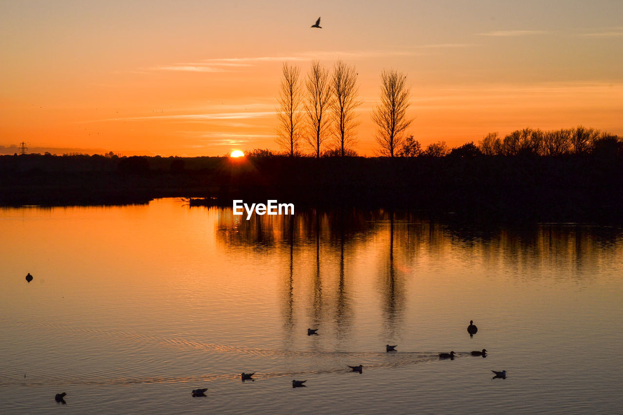 SILHOUETTE BIRDS SWIMMING ON LAKE AGAINST SKY DURING SUNSET