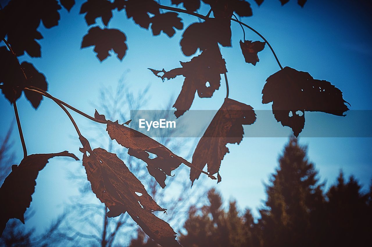 LOW ANGLE VIEW OF BARE TREES AGAINST SKY