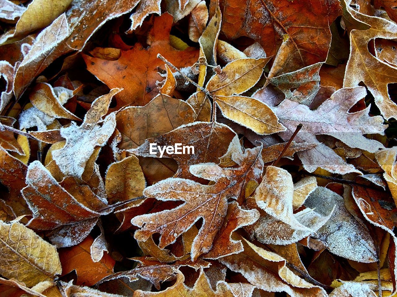 FULL FRAME OF AUTUMN LEAVES