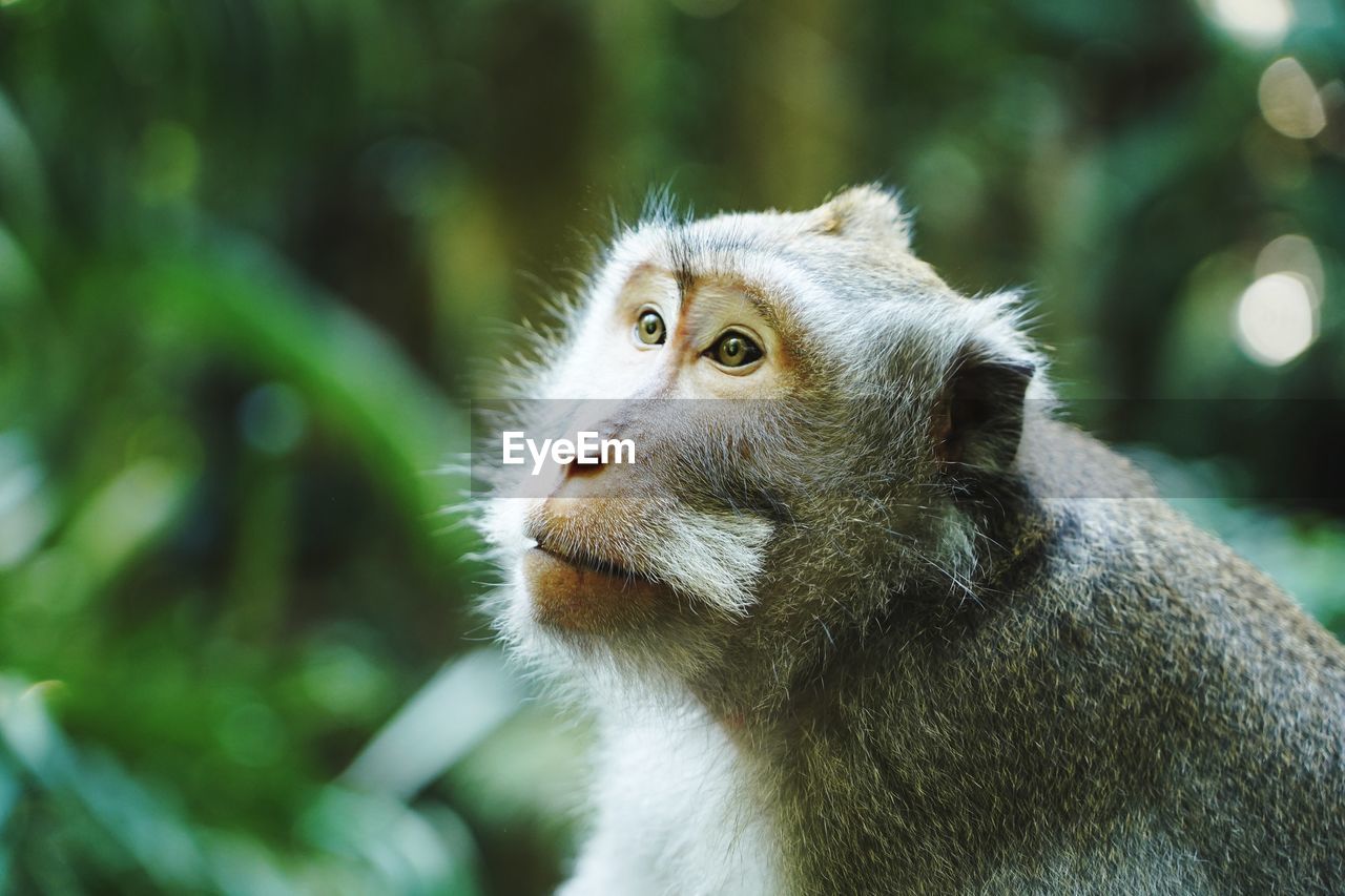 Portrait of a wild long-tailed macaque, monkey, in the rainforest of bali, indonesia.