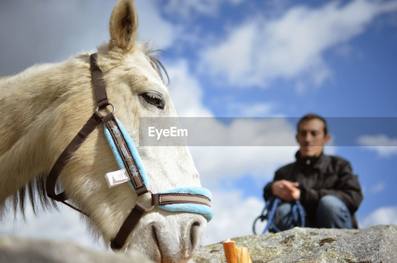 Donkey with owner outdoors