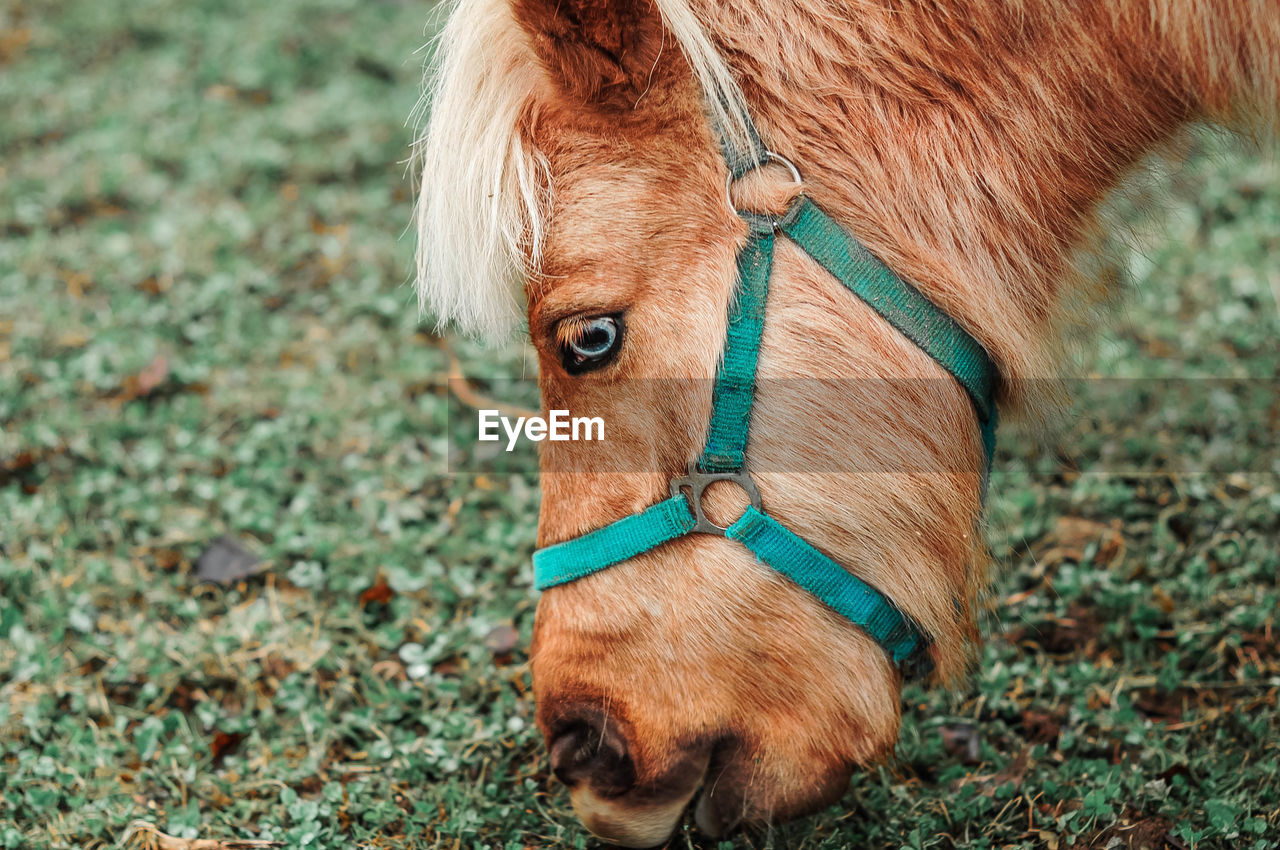 Close-up of animal grazing on field