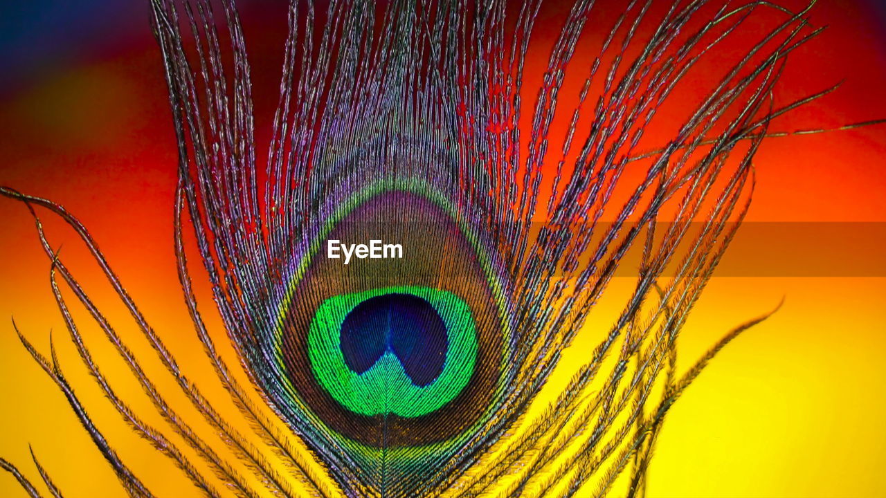 CLOSE-UP OF MULTI COLORED FEATHERS