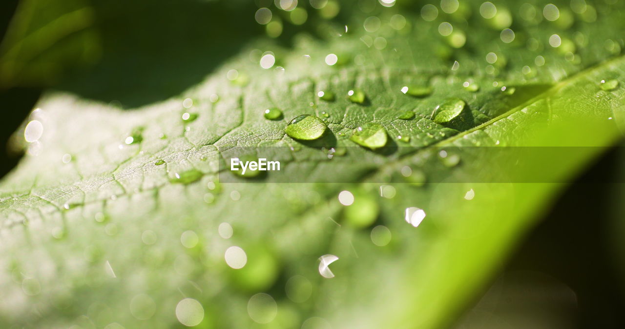 green, drop, water, nature, wet, plant, close-up, leaf, dew, plant part, freshness, macro photography, beauty in nature, no people, selective focus, moisture, grass, environment, rain, fragility, macro, growth, plant stem, outdoors, backgrounds, extreme close-up, purity, environmental conservation, day, tranquility, raindrop, flower, summer, defocused